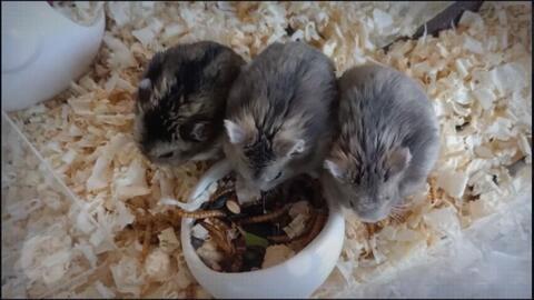 番鼠爆料视频大全,揭秘娱乐圈幕后真相  第1张