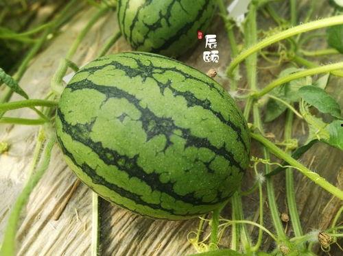 武安吃瓜爆料最新,揭秘娱乐圈最新热点事件  第2张